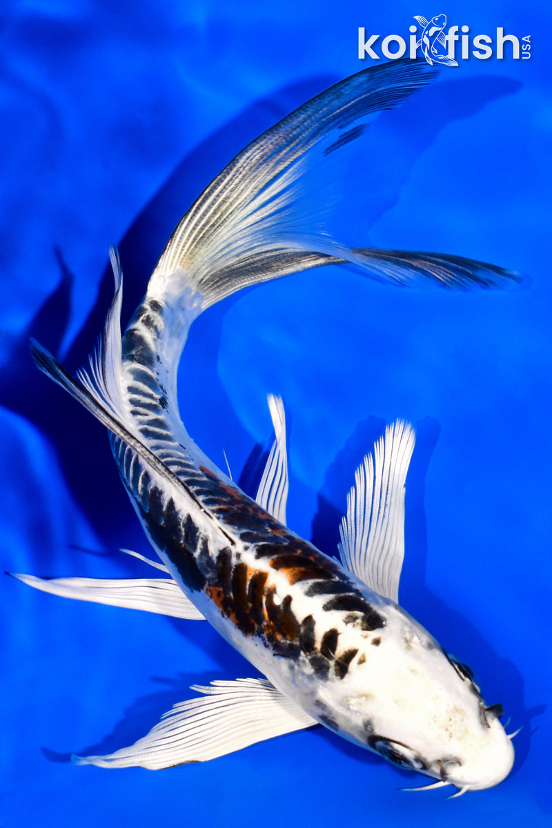 6.75" BENI KIKOKURYU BUTTERFLY