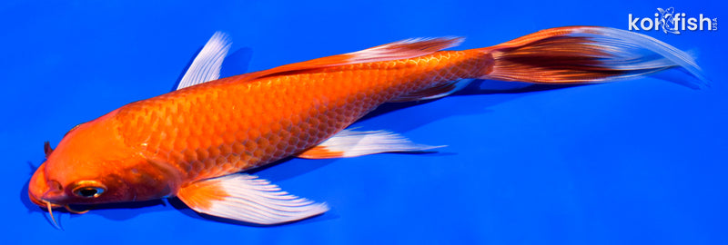 7.25" ORENJI OGON BUTTERFLY