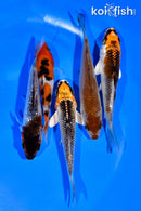 PACK OF (5) 3-4" STANDARD KOI