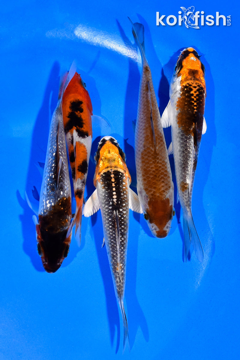 PACK OF (5) 3-4" STANDARD KOI