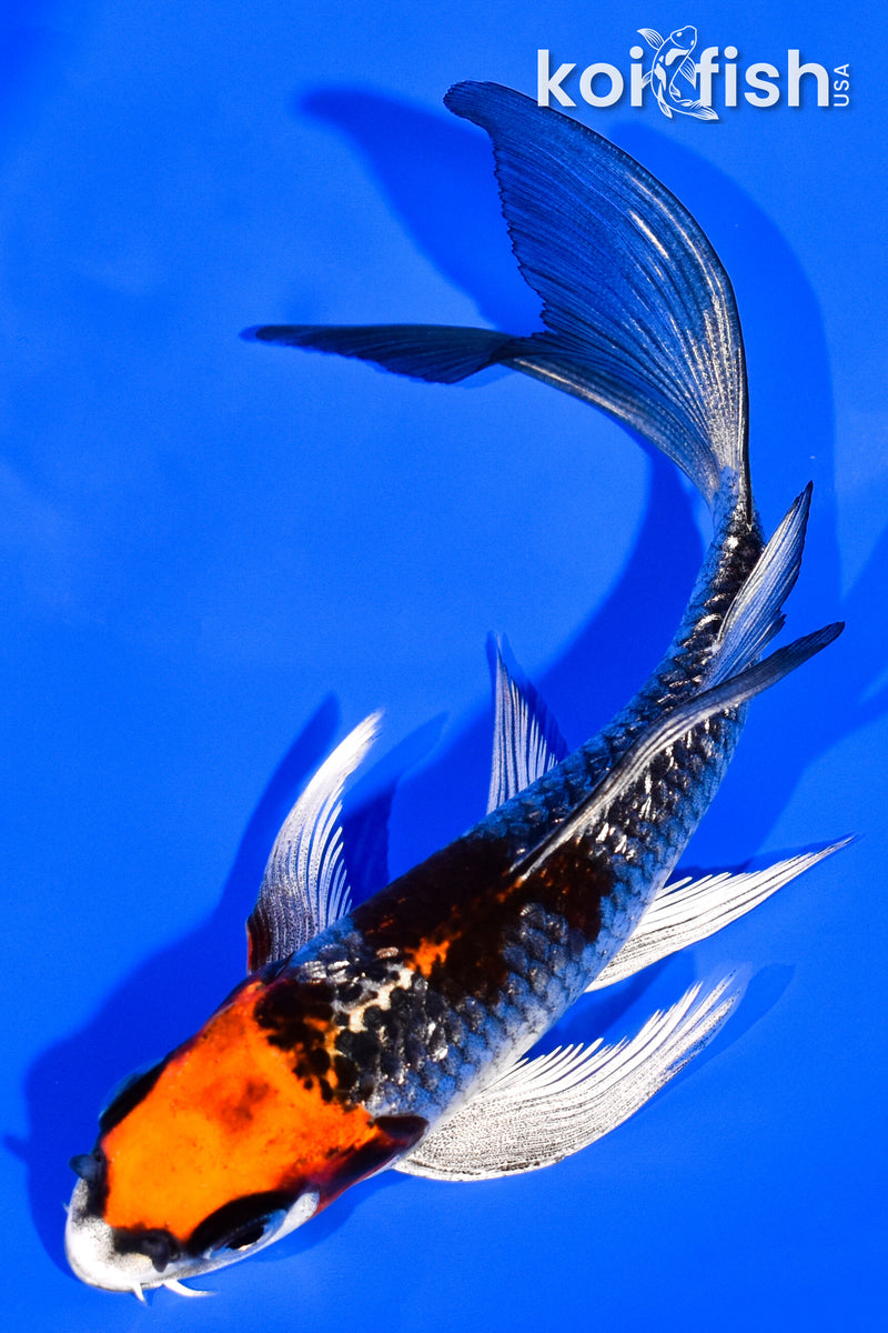 5.25" KUJAKU BUTTERFLY