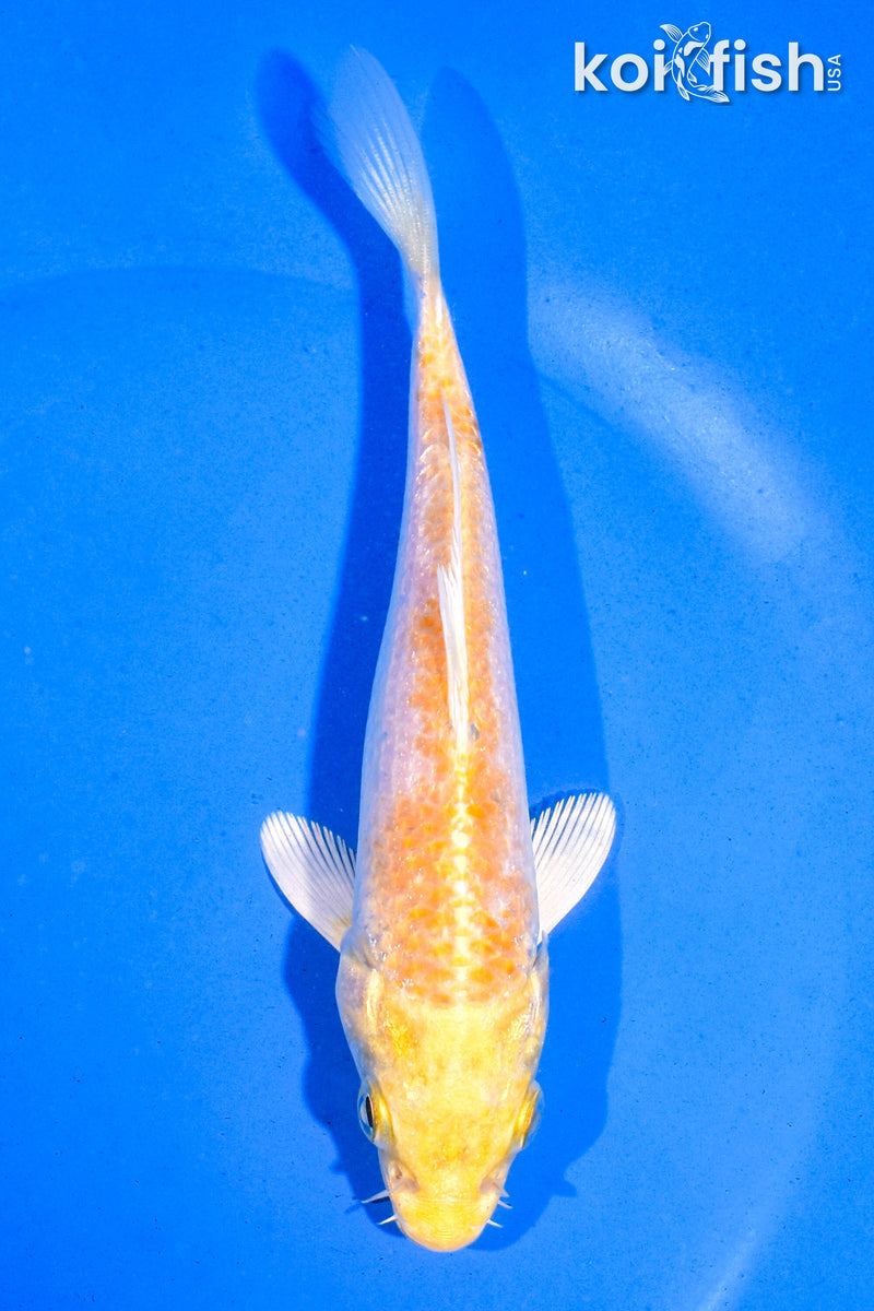 5" HARIWAKE