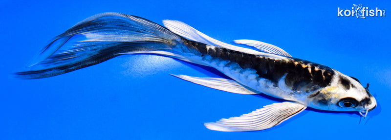 6.25" KIN KIKOKURYU BUTTERFLY