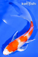 5.5" HARIWAKE BUTTERFLY