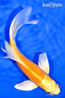 6.75" YAMABUKI OGON BUTTERFLY