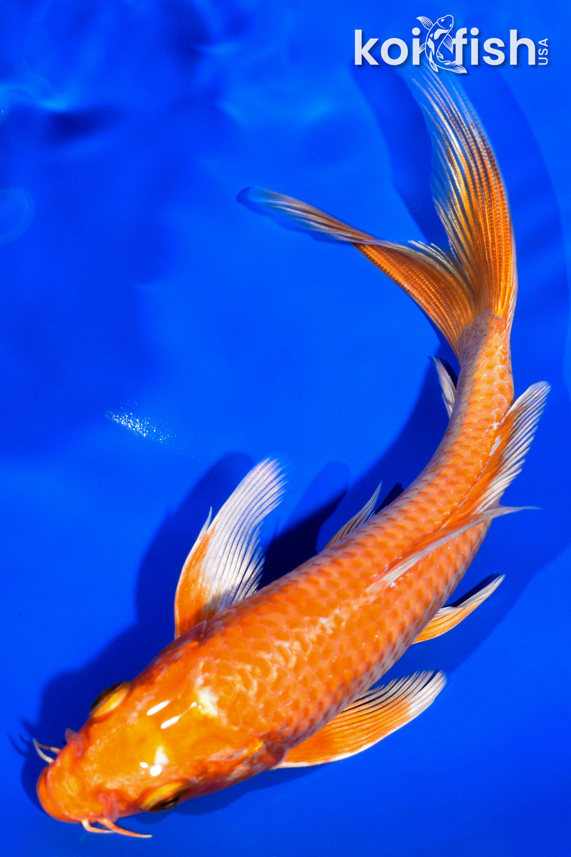 6.75" ORENJI OGON BUTTERFLY