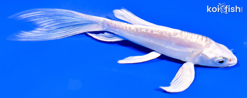 5.5" DOITSU PLATINUM OGON BUTTERFLY