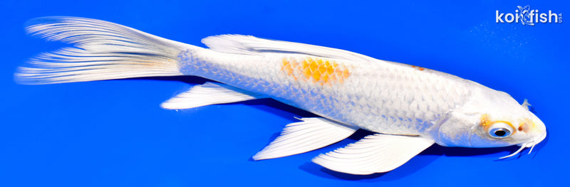 8" HARIWAKE BUTTERFLY