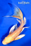 6" ARAGOKE YAMABUKI OGON BUTTERFLY