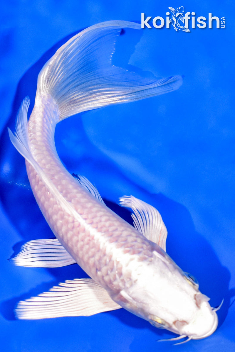 7.25" PLATINUM OGON BUTTERFLY