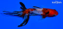4.25" CALICO WATONAI GOLDFISH