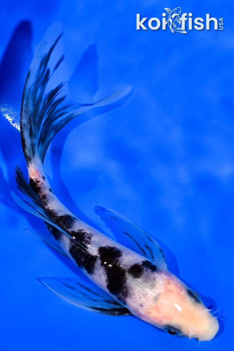 5" SHIRO BEKKO BUTTERFLY