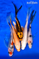 PACK OF (5) 5-6" BUTTERFLY KOI
