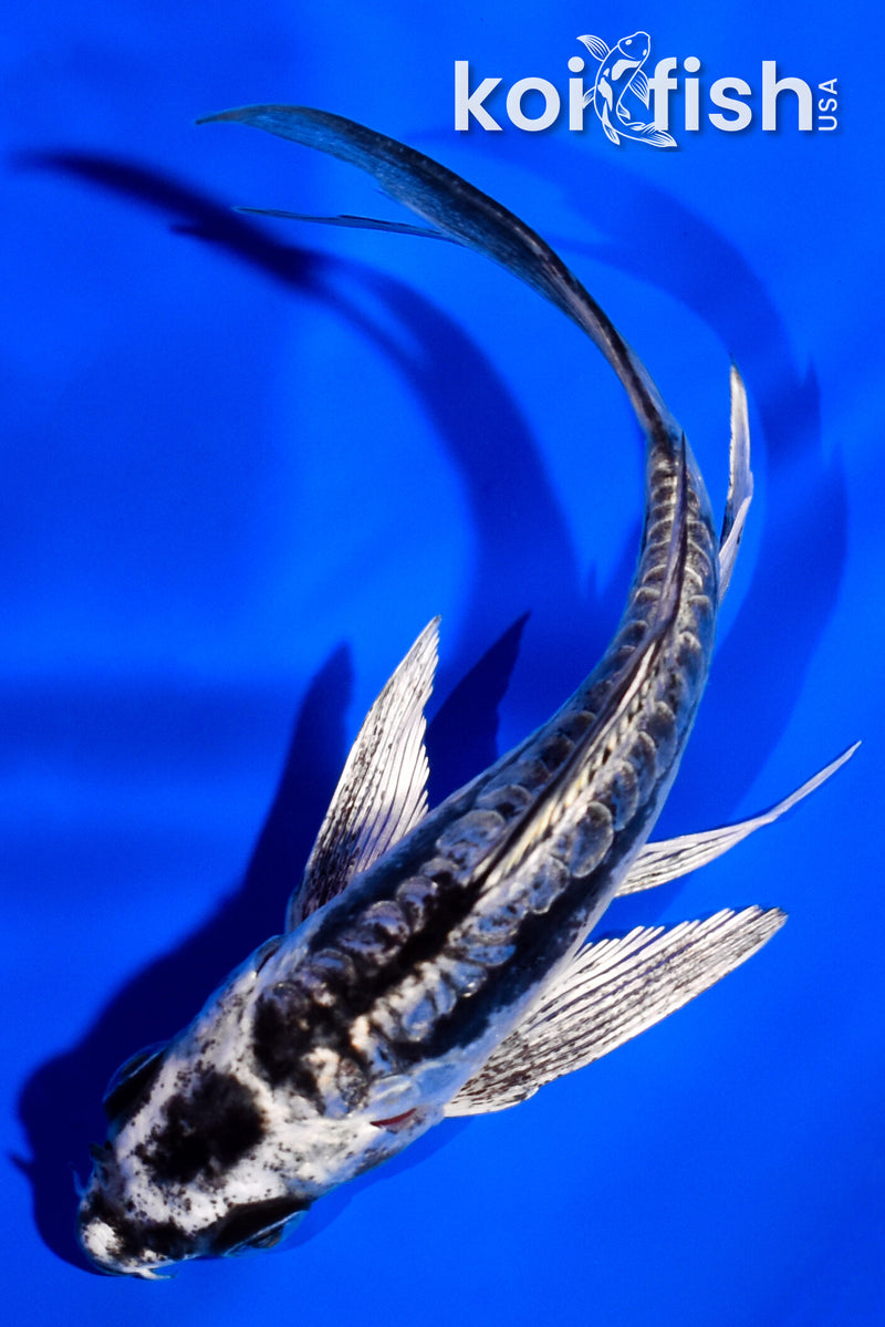 4" KIKOKURYU BUTTERFLY