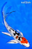 7.25" YAMATO NISHIKI BUTTERFLY