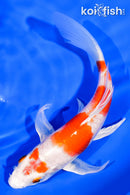 6.25" HARIWAKE BUTTERFLY