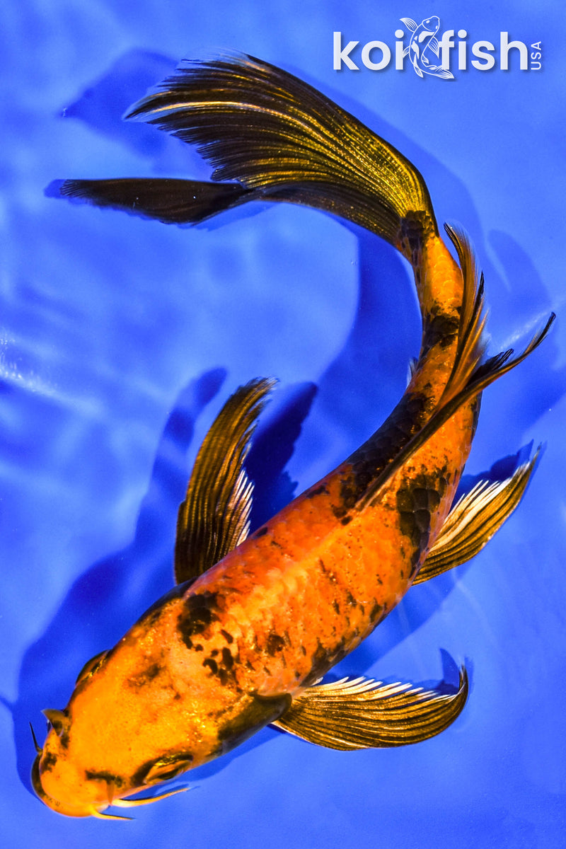 6.5" KIN HI UTSURI BUTTERFLY