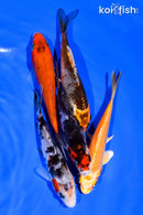 PACK OF (5) 3-4" STANDARD KOI