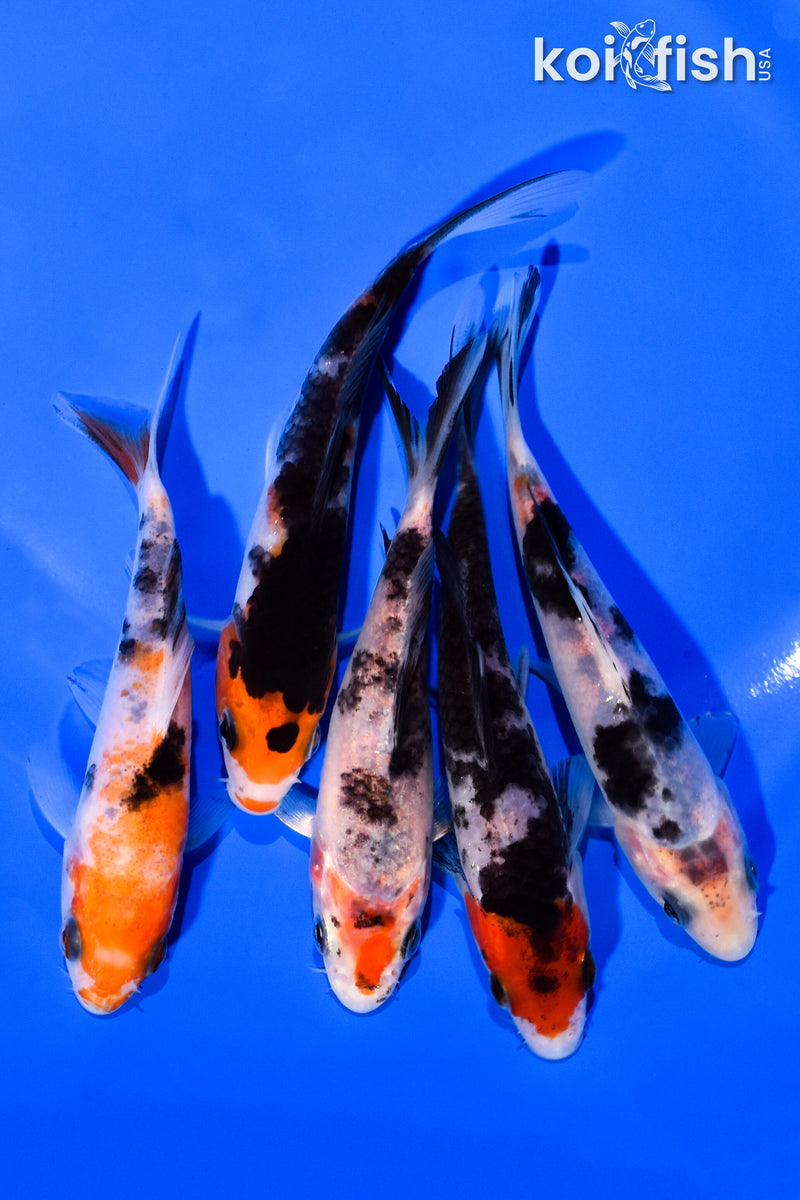 PACK OF (5) 3-4" MIXED STANDARD KOI