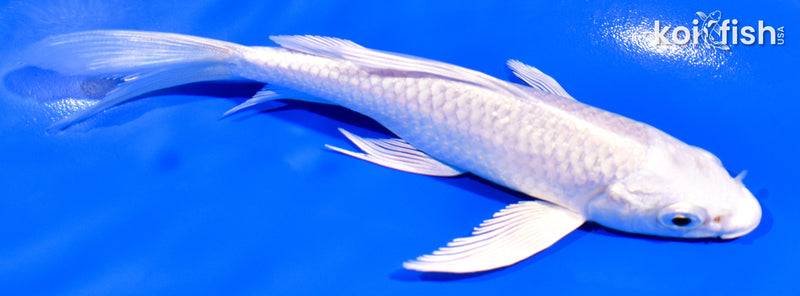 5" PLATINUM OGON BUTTERFLY