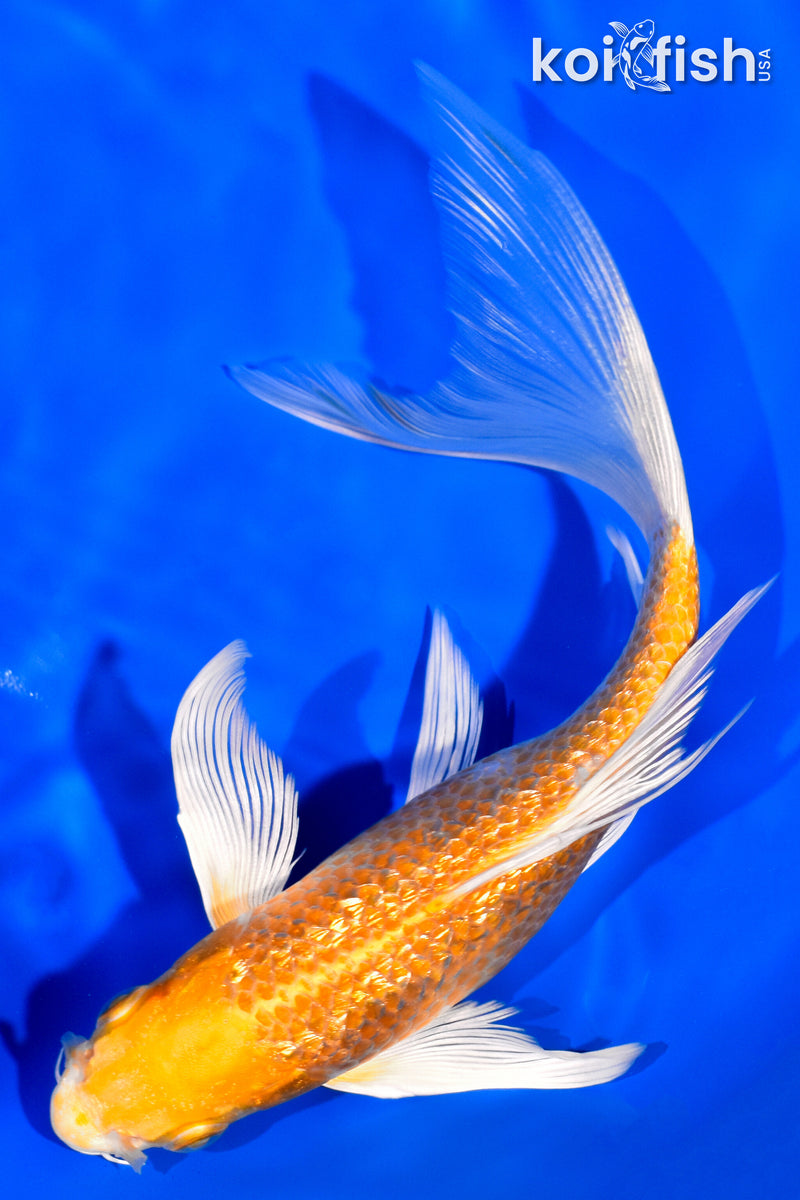 6.75" GINRIN HARIWAKE BUTTERFLY