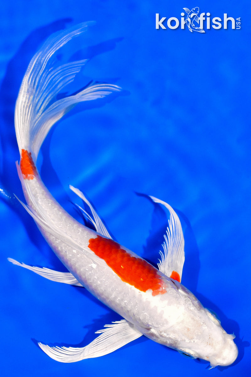 7" HARIWAKE BUTTERFLY