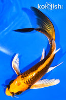 6" ORENJI MATSUBA BUTTERFLY