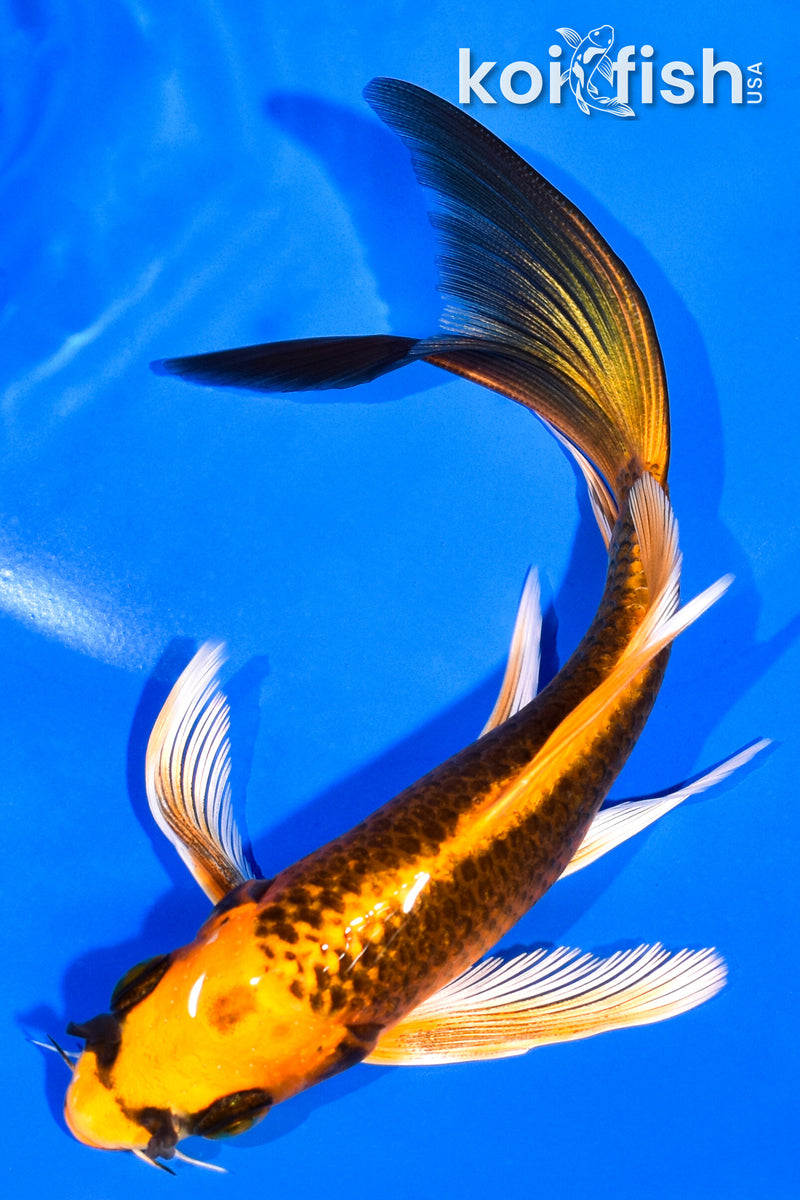 6" ORENJI MATSUBA BUTTERFLY