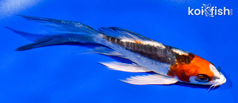 5" ARAGOKE BENI KIKOKURYU BUTTERFLY