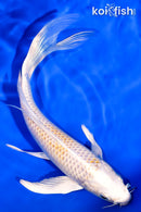 7.75" LEMON HARIWAKE BUTTERFLY