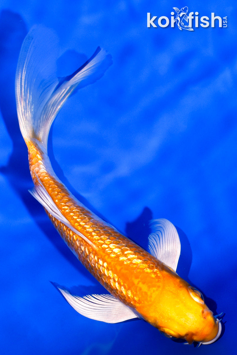 5.5" GINRIN HARIWAKE BUTTERFLY