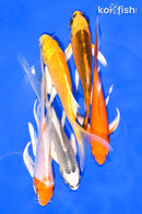 PACK OF (5) 5-6" BUTTERFLY KOI