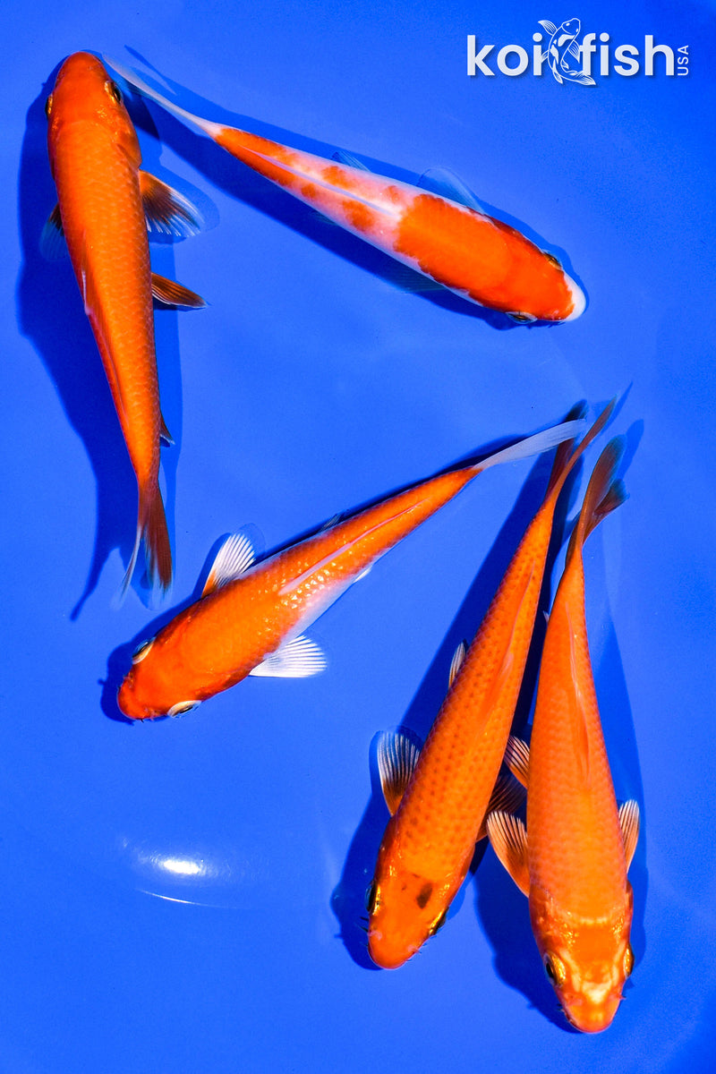 PACK OF (5) 4-5" STANDARD KOI