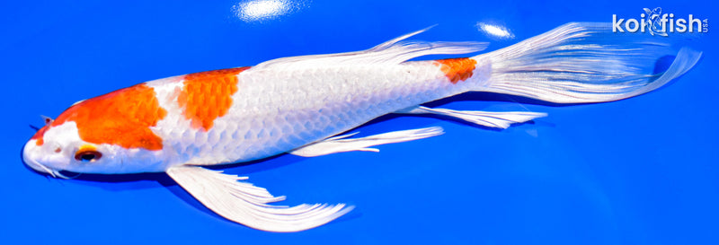 9.25" HARIWAKE BUTTERFLY