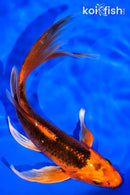 7.25" ORENJI MATSUBA BUTTERFLY