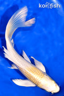 7.75" LEMON HARIWAKE BUTTERFLY