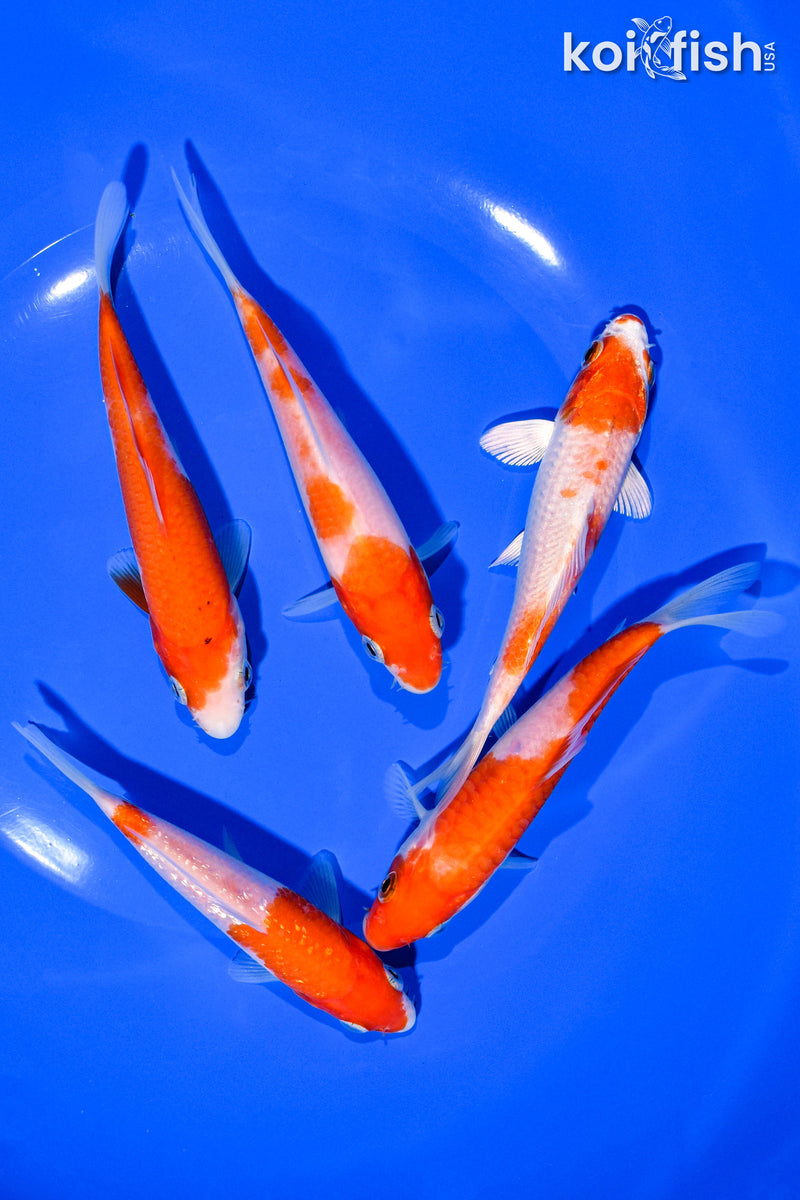 PACK OF (5) 4-5" STANDARD KOI