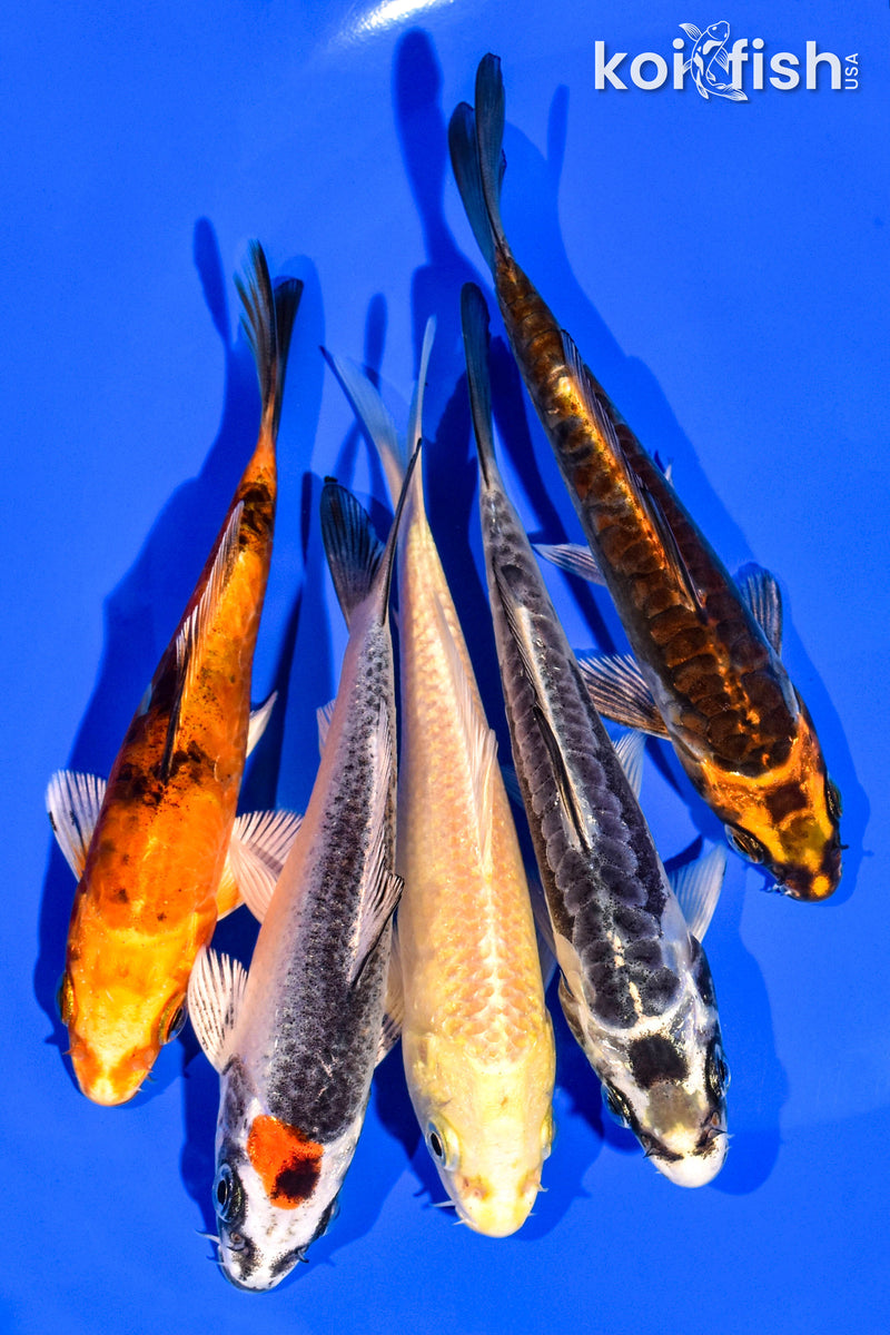 PACK OF (5) 4-5" STANDARD KOI