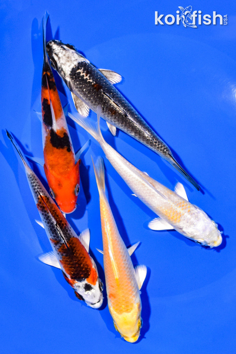 PACK OF (5) 4-5" STANDARD KOI