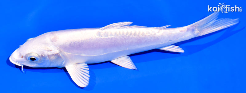 6.25" DOITSU PLATINUM OGON
