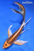 5.5" ARAGOKE BENI KIKOKURYU BUTTERFLY