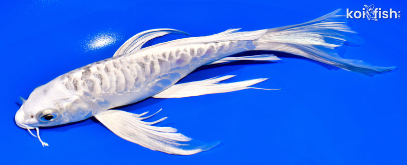 8.25" DOITSU SHIRO MATSUBA BUTTERFLY