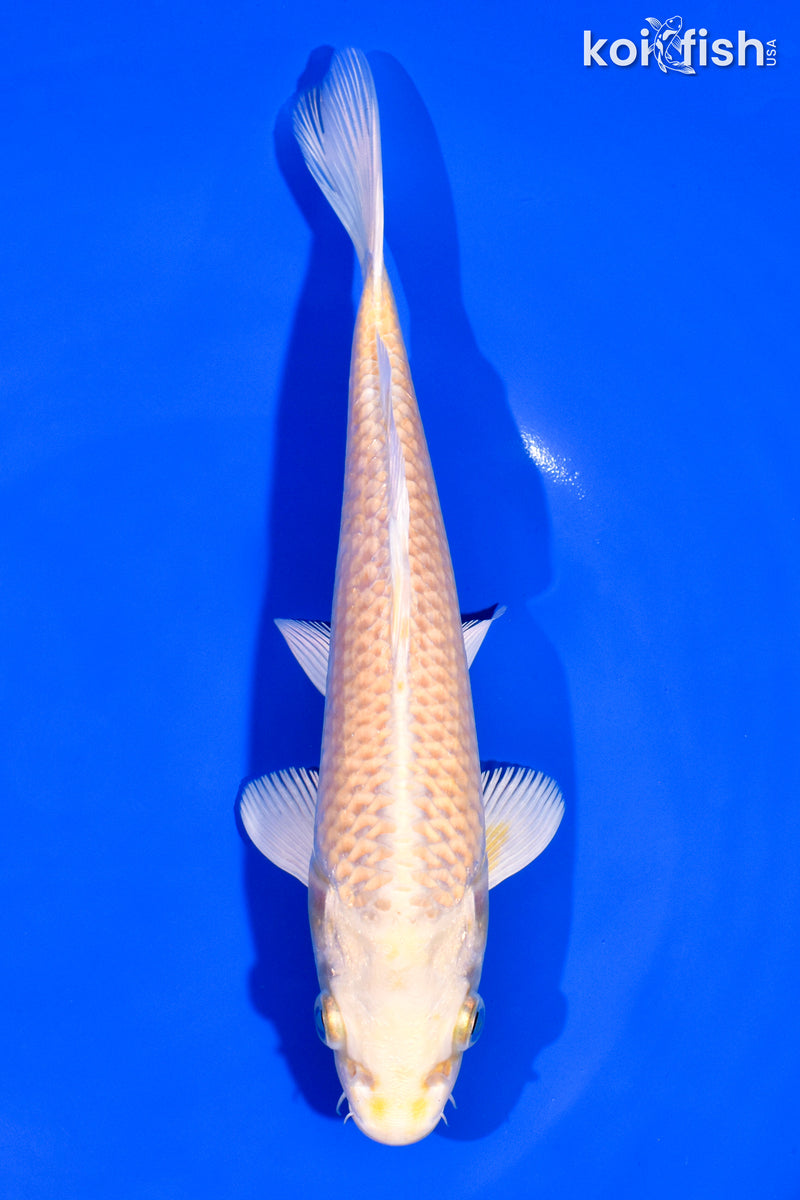 7.25" YAMABUKI OGON