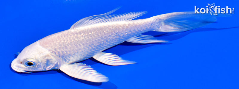 4.75" PLATINUM OGON BUTTERFLY