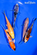 PACK OF (5) 3-4.5" STANDARD KOI