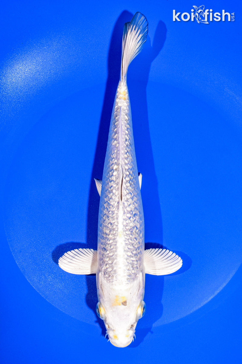 8.5" GINRIN HARIWAKE