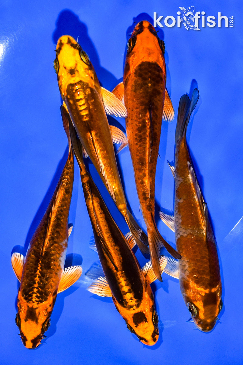 PACK OF (5) 4-5" STANDARD KOI