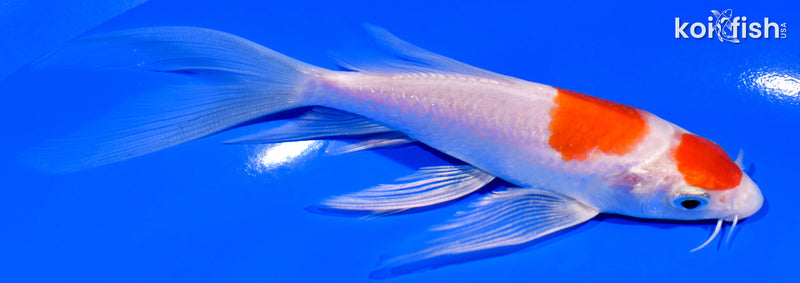 5.5" MARUTEN KOHAKU BUTTERFLY