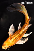 7" GINRIN ORENJI MATSUBA BUTTERFLY