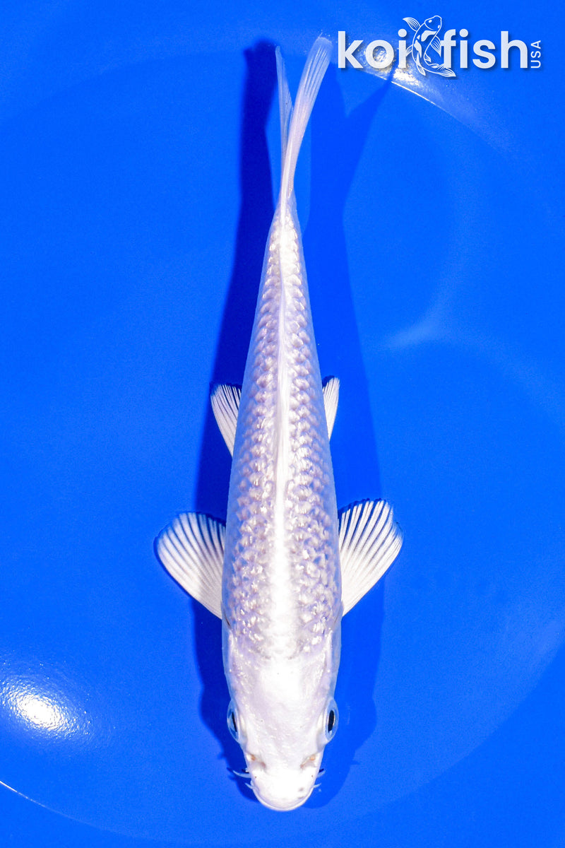 5.5" GINRIN PLATINUM OGON